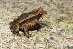 Incilius leucomyos