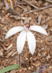 Caladenia saccharata