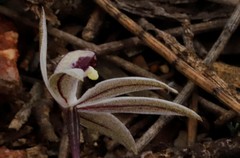 Caladenia saccharata