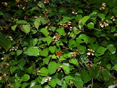 Schnella surinamensis