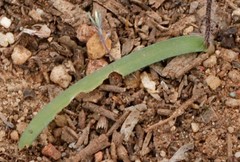 Caladenia saccharata