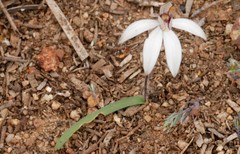 Caladenia saccharata