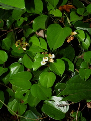 Schnella surinamensis