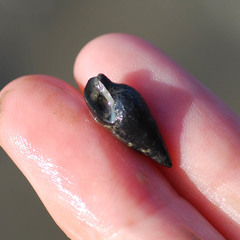 Batillaria attramentaria