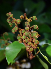 Schnella surinamensis