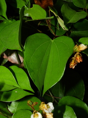 Schnella surinamensis
