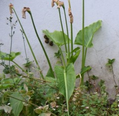 Zantedeschia aethiopica