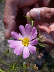 Sabatia kennedyana