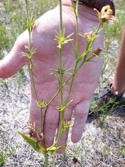 Sabatia kennedyana