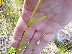 Sabatia kennedyana