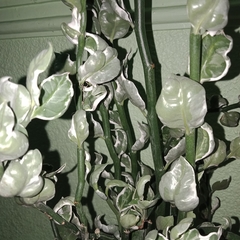 Euphorbia tithymaloides