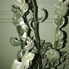 Euphorbia tithymaloides