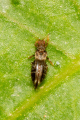 Panchaetothripidae