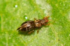 Panchaetothripidae