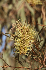 Hakea macrocarpa