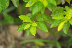 Duranta serratifolia