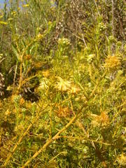 Thesium scabrum