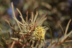 Hakea macrocarpa