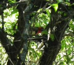 Lybius torquatus torquatus