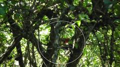 Lybius torquatus torquatus