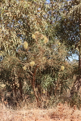 Hakea macrocarpa