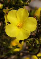 Hibbertia inclusa