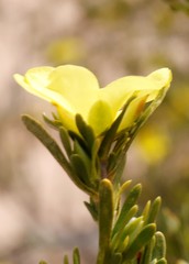 Hibbertia inclusa