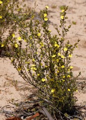Hibbertia inclusa