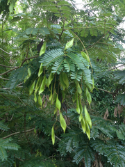 Peltophorum