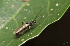 Ponerinae