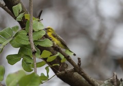 Crithagra dorsostriata