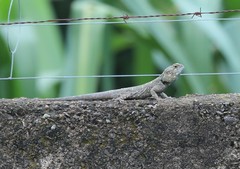 Acanthocercus atricollis