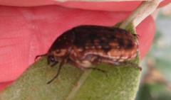 Elaphinis delagoensis