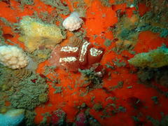 Sycozoa arborescens