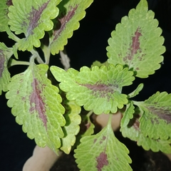Coleus scutellarioides