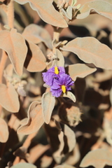 Solanum quadriloculatum