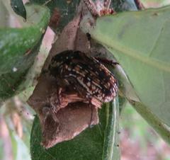 Elaphinis delagoensis