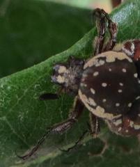 Elaphinis delagoensis