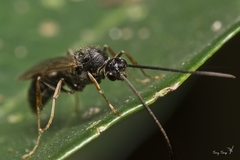 Ponerinae