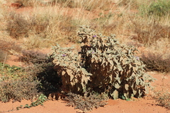 Solanum quadriloculatum