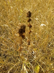 Phlomoides tuberosa