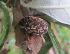 Elaphinis delagoensis