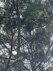 Myiarchus