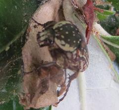 Elaphinis delagoensis