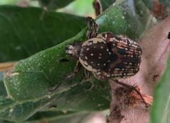 Elaphinis delagoensis