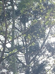 Myiarchus