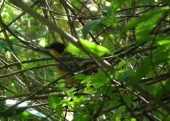 Cossypha dichroa dichroa