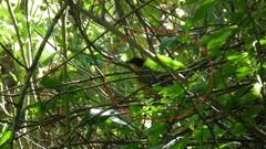 Cossypha dichroa dichroa