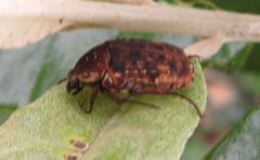 Elaphinis delagoensis