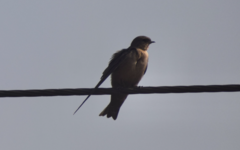 Ptyonoprogne fuligula